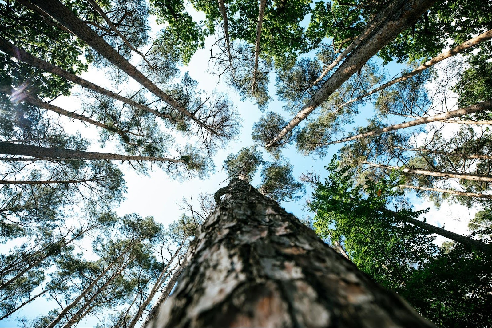 forestry portfolio