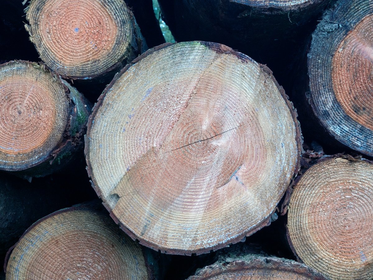 forestry image