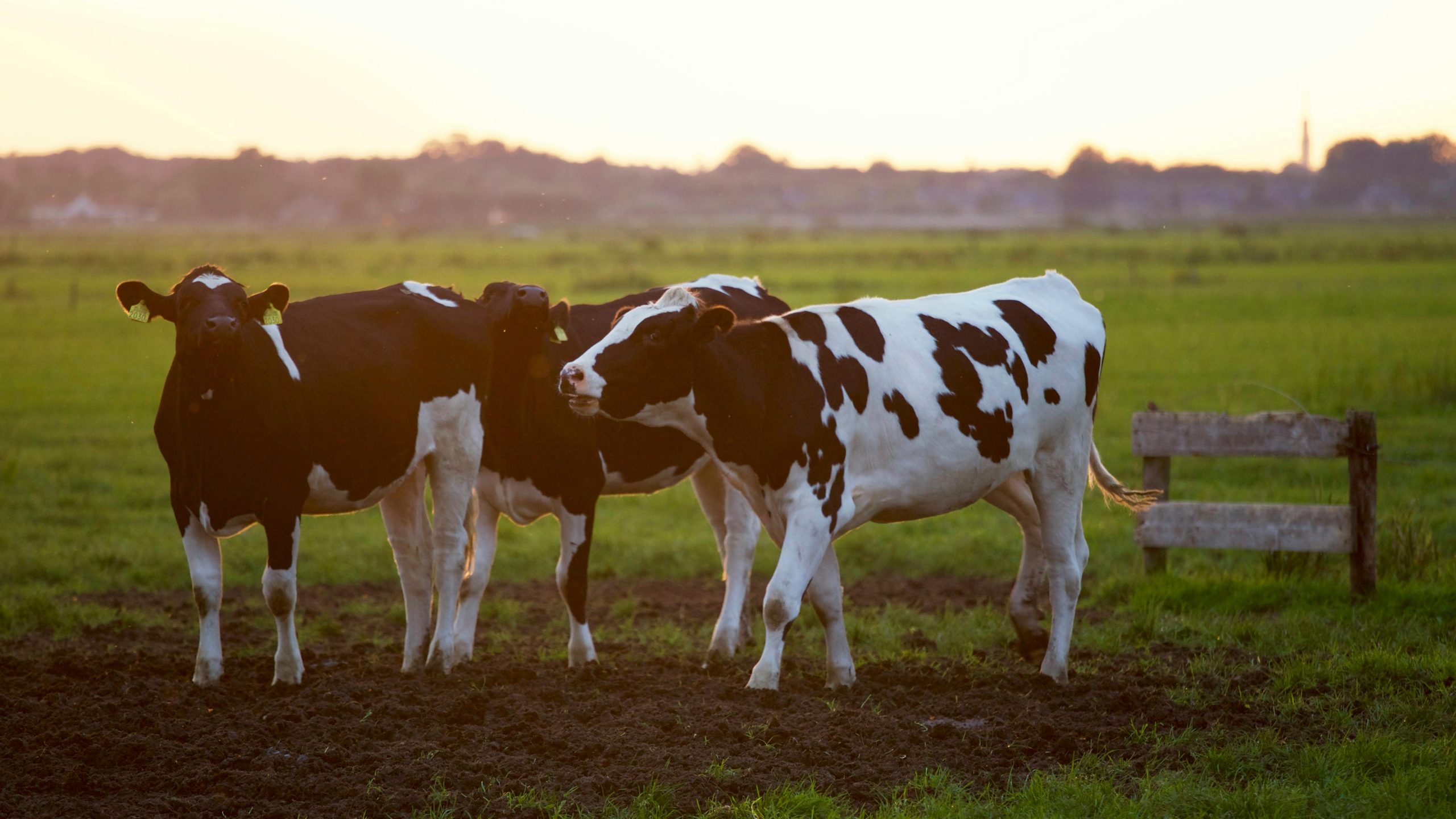 Dairy Supplier Guilty for Misleading Claims on Products Containing Indian Ingredients