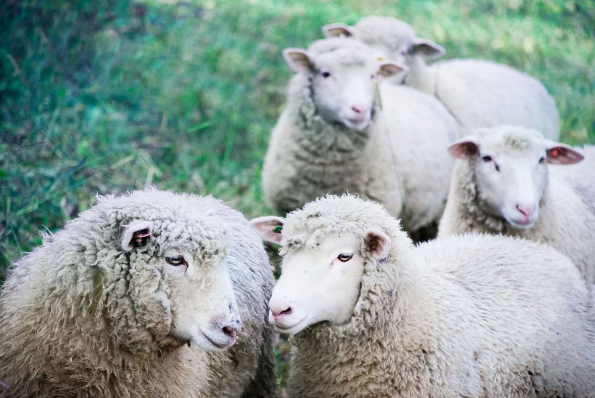 sheep, kiki falconer