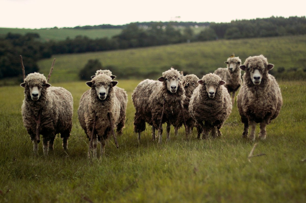 sheep farm