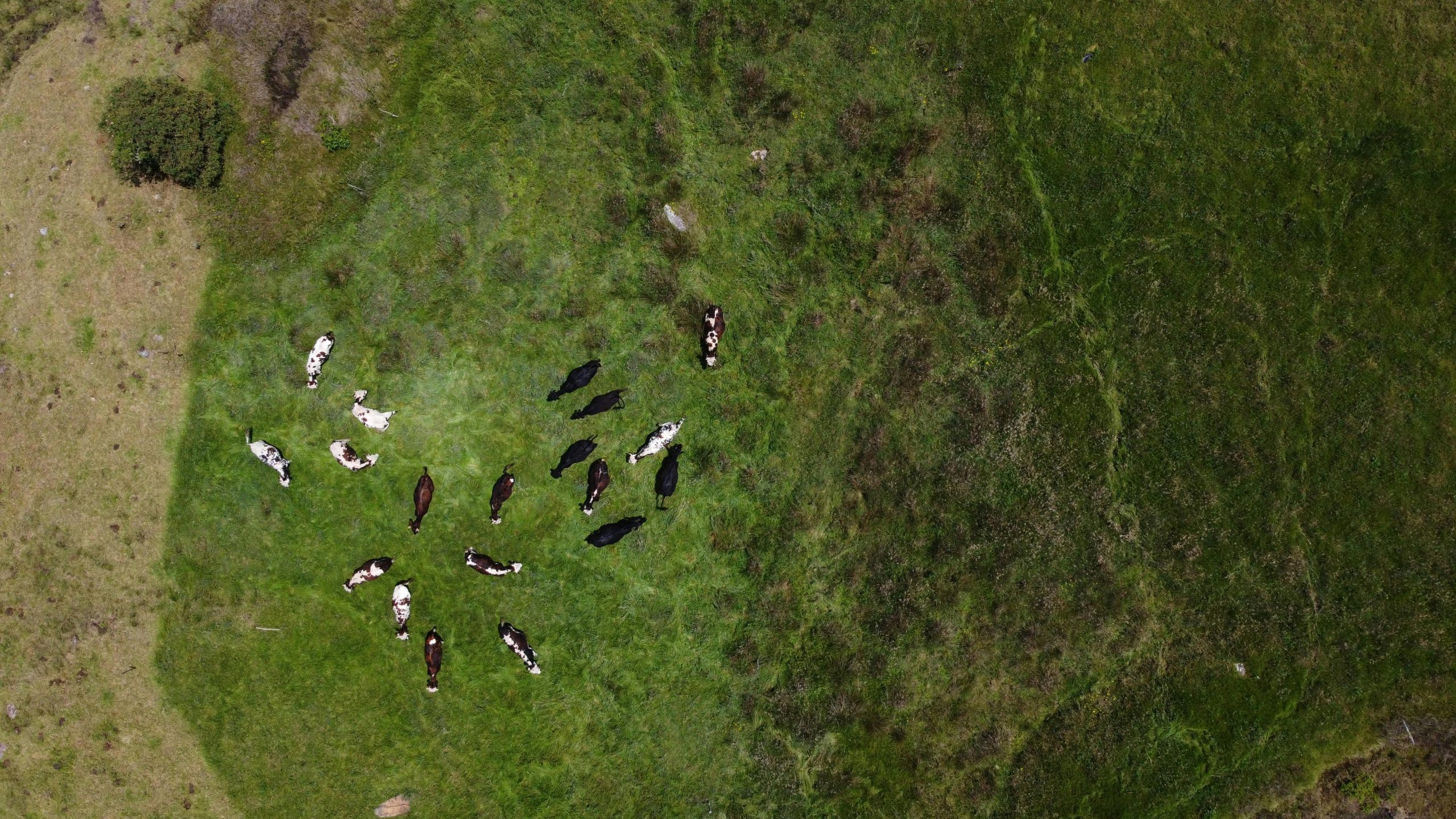 a new kiwi innovation is set to help farmers expedite routine livestock counts
