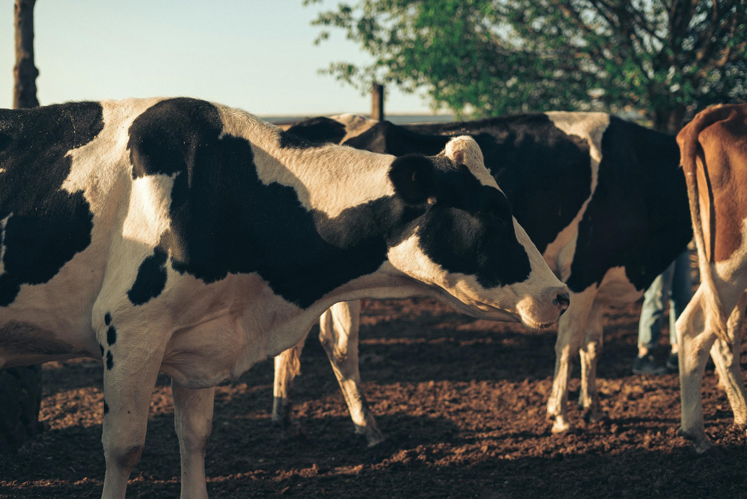 new zealand triggers mandatory negotiations in dairy dispute with canada