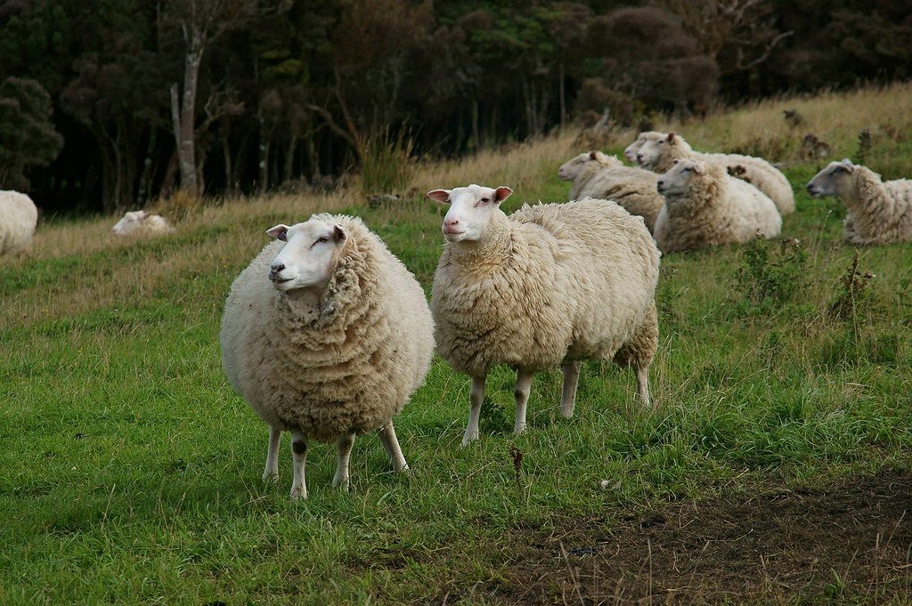 nz sheep