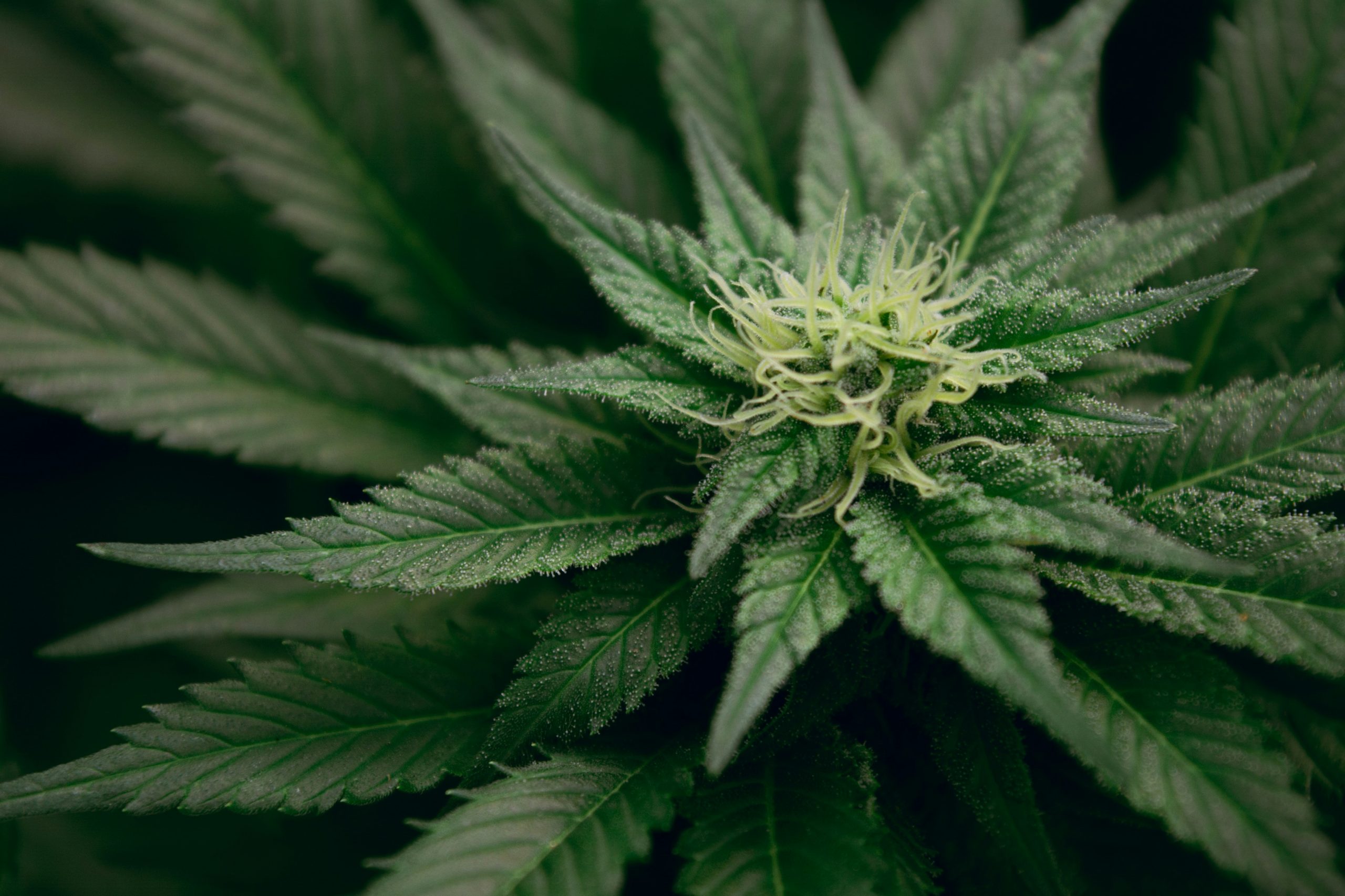 puro partners with te rūnanga o kaikōura in major cannabis deal