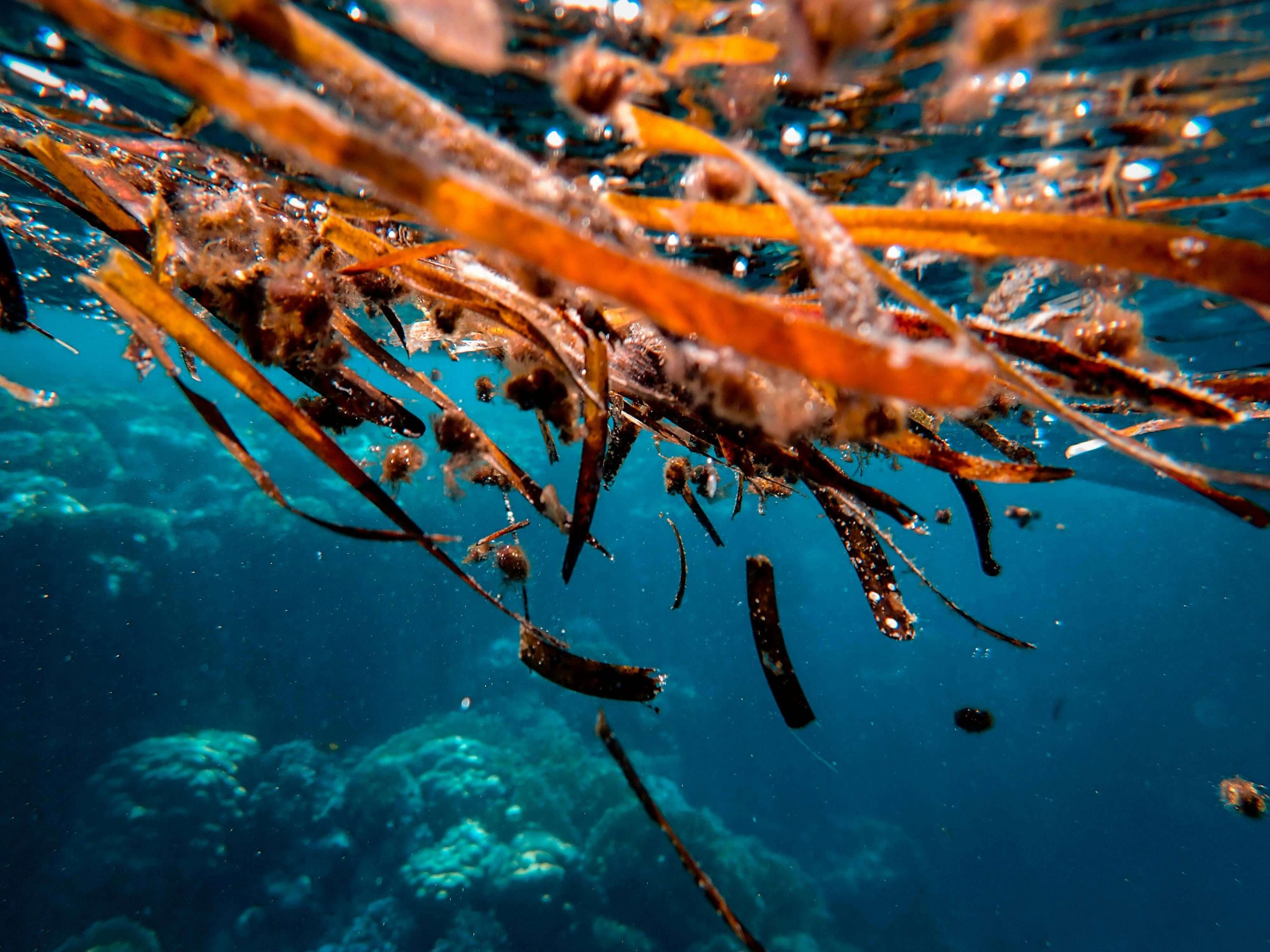 seaweed