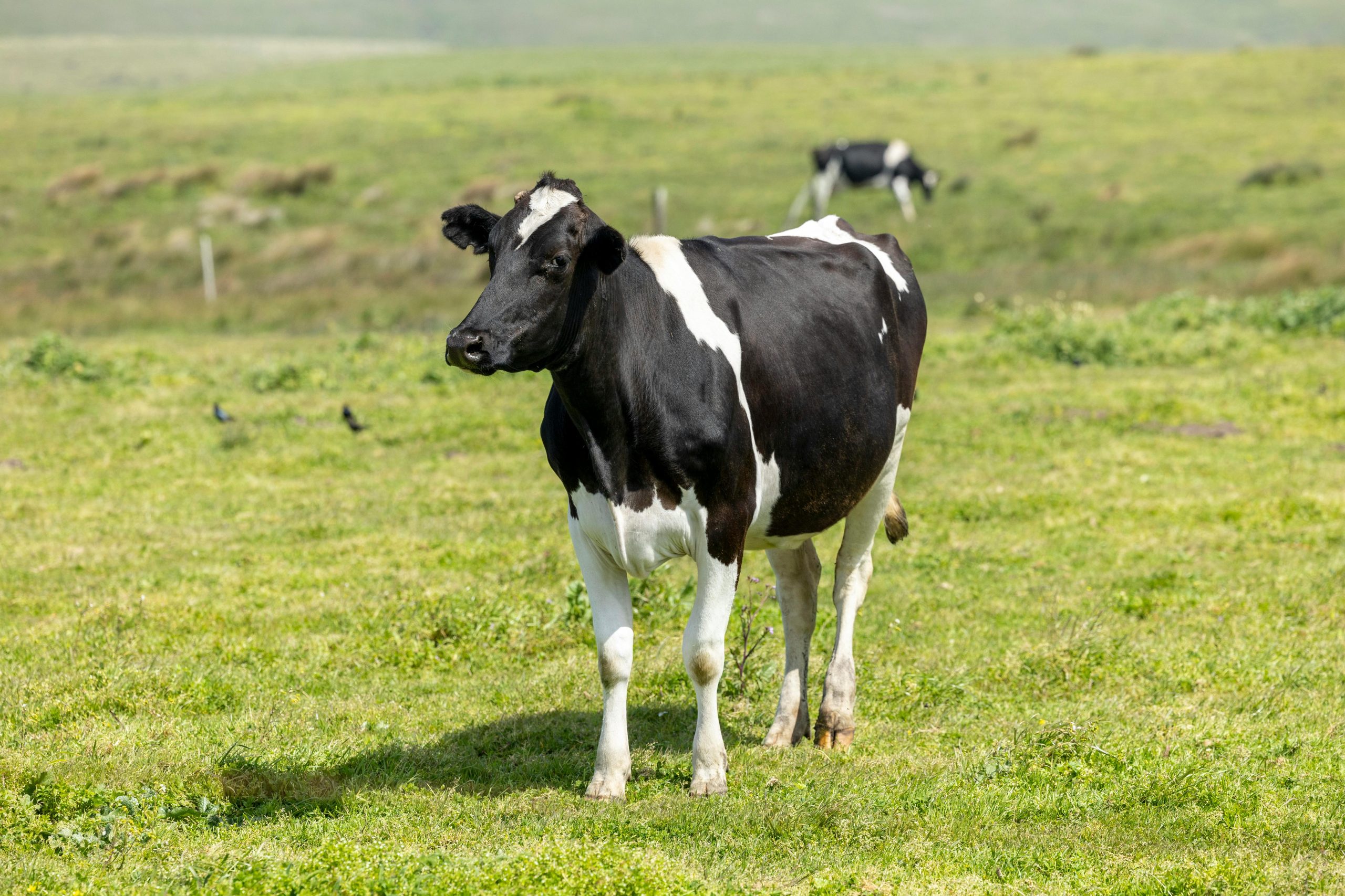 kavanagh farm's net zero farm project progress or marketing stunt