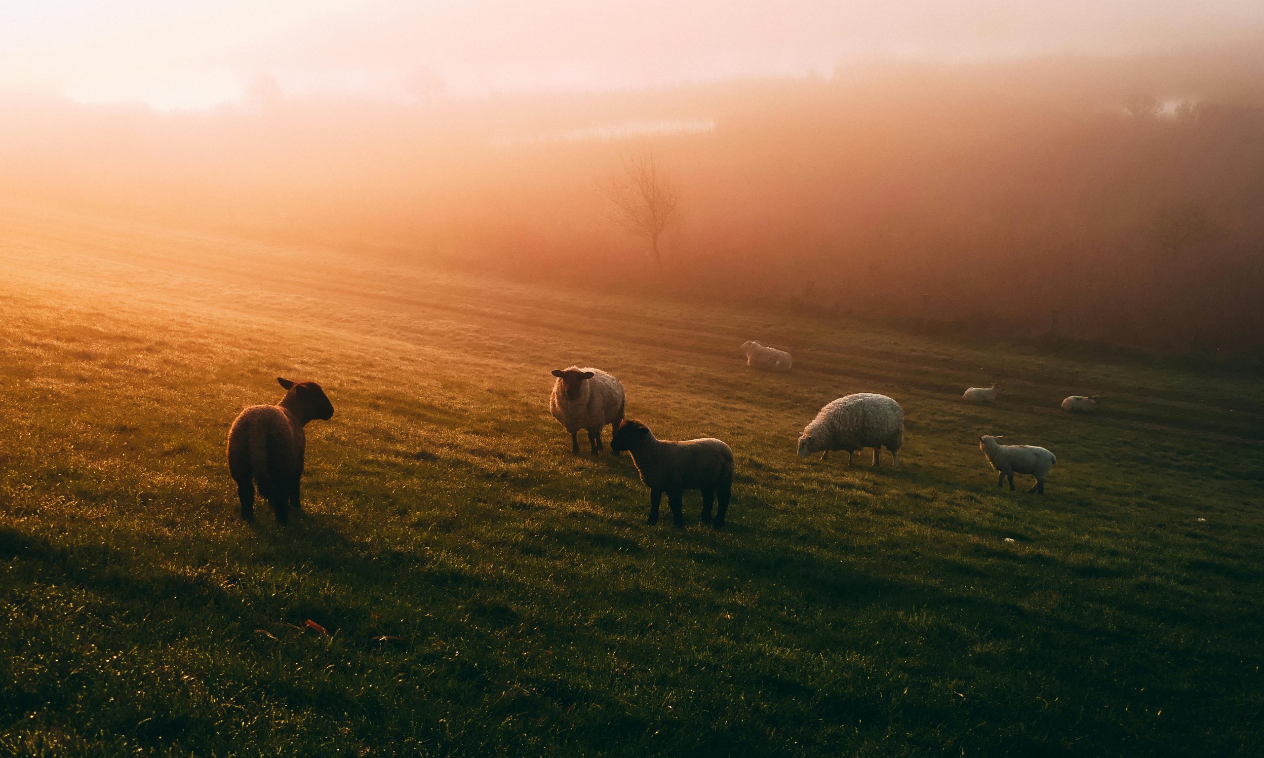 red meat prices show signs of recovery