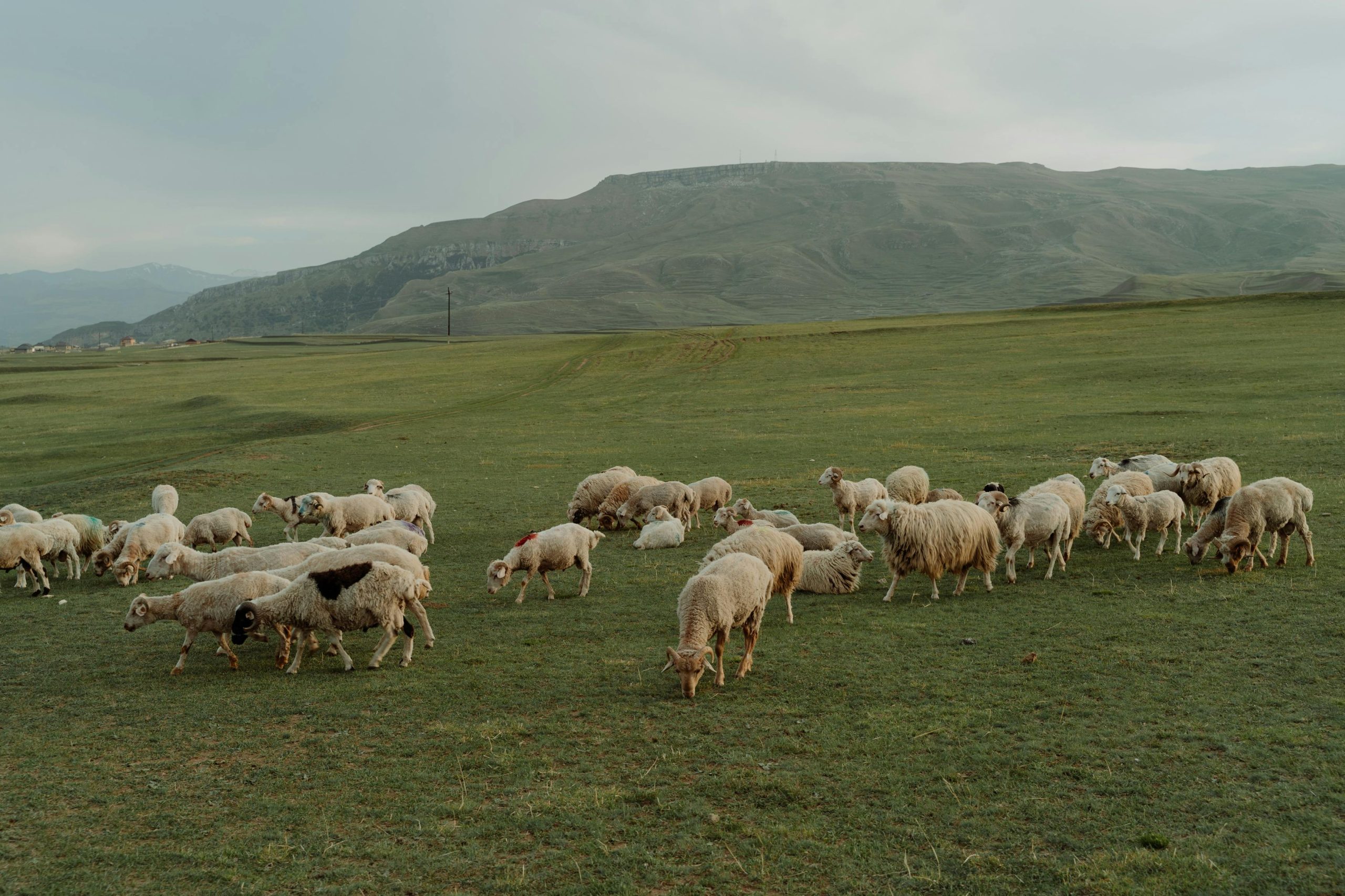 new zealand sheepmeat prices surge