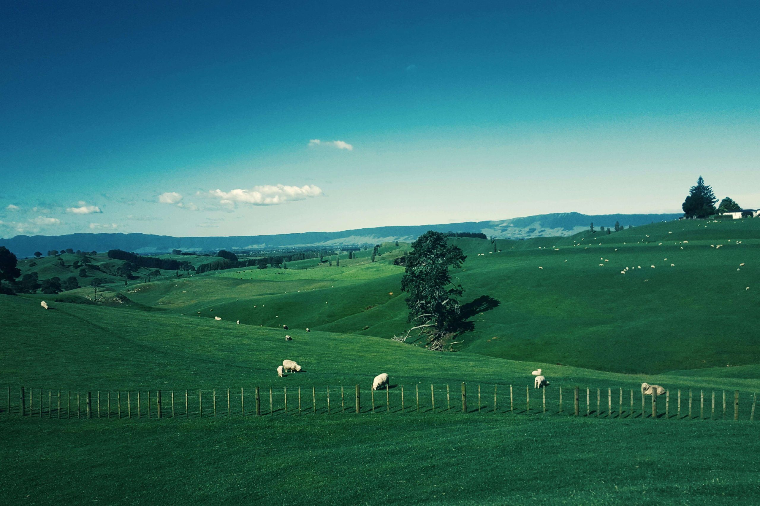 nzfarmer