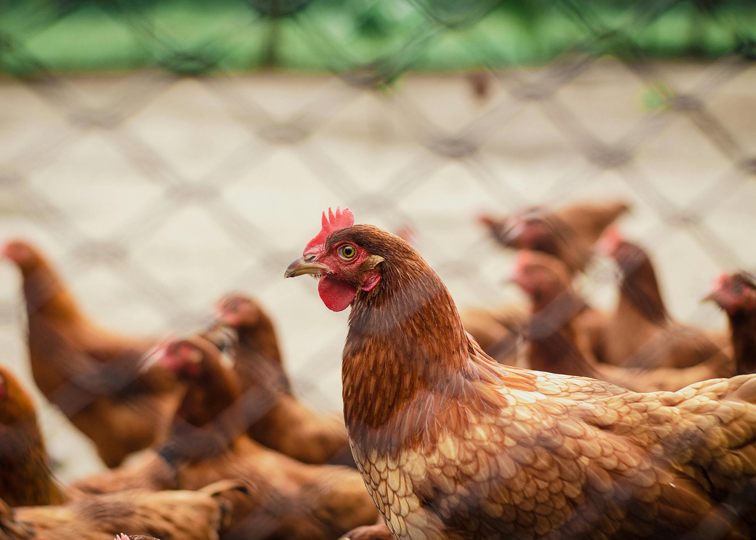 poultry farm