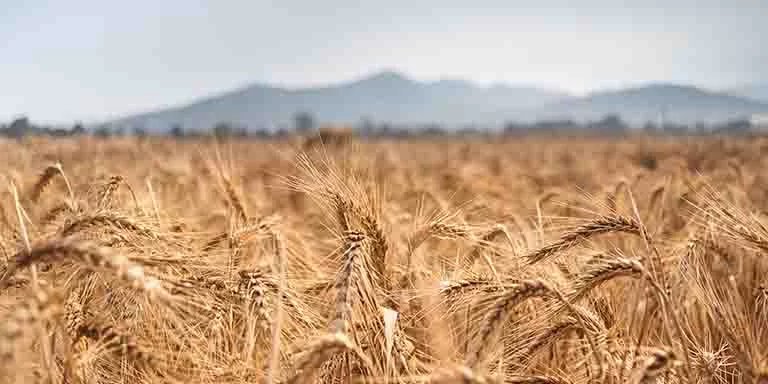 gene tech wheat