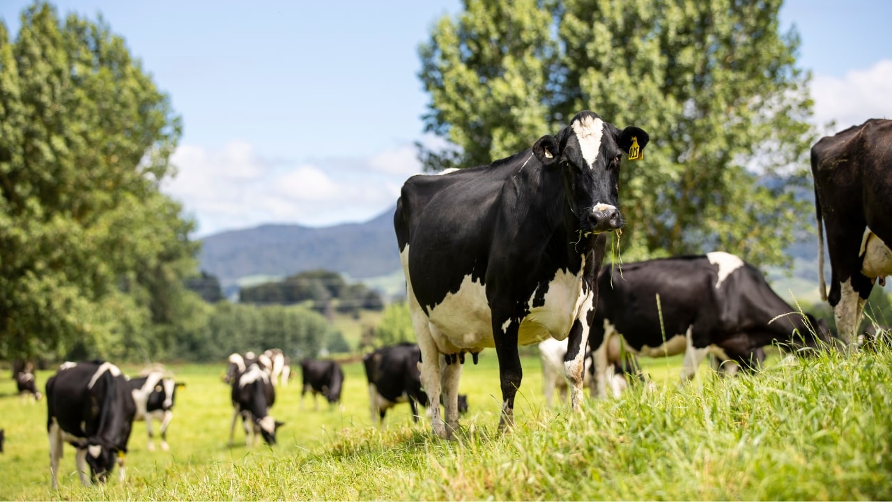 mars, fonterra team up for sustainable dairy farming