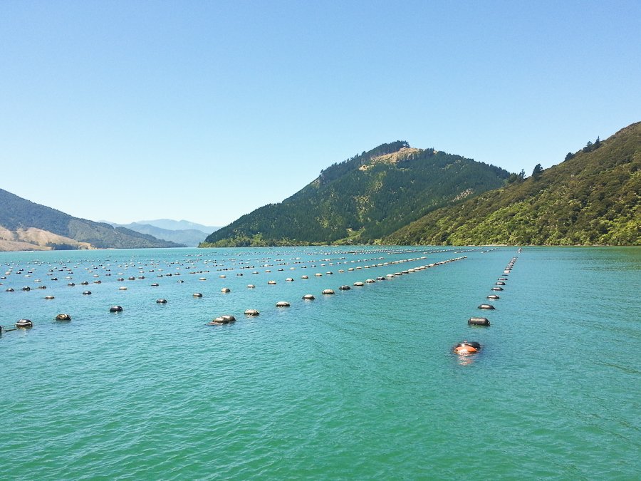 new zealand mussel farm 142455