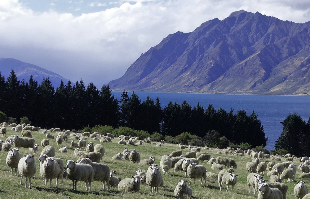 new zealand sheep farm