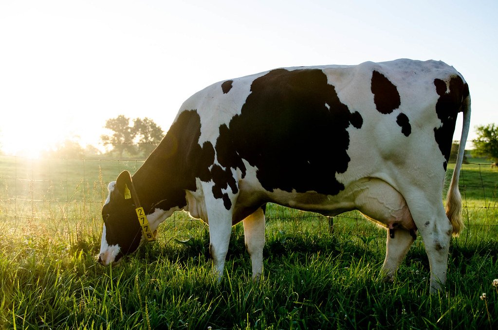 dairy cow