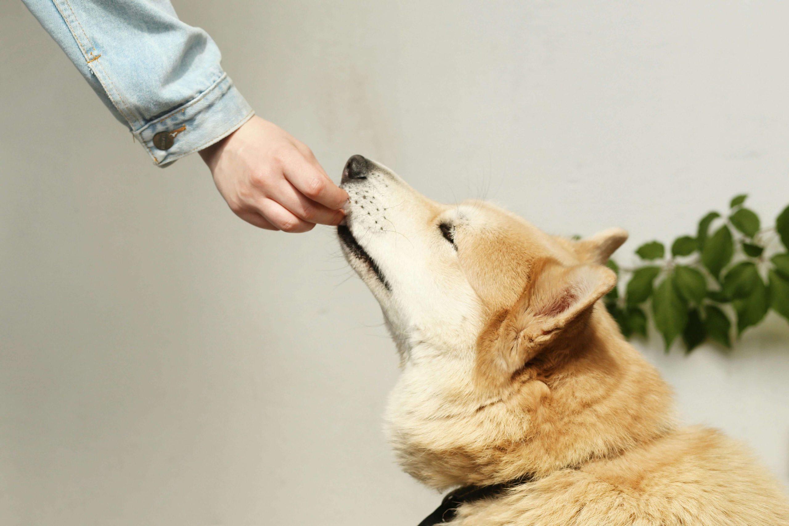 petfood