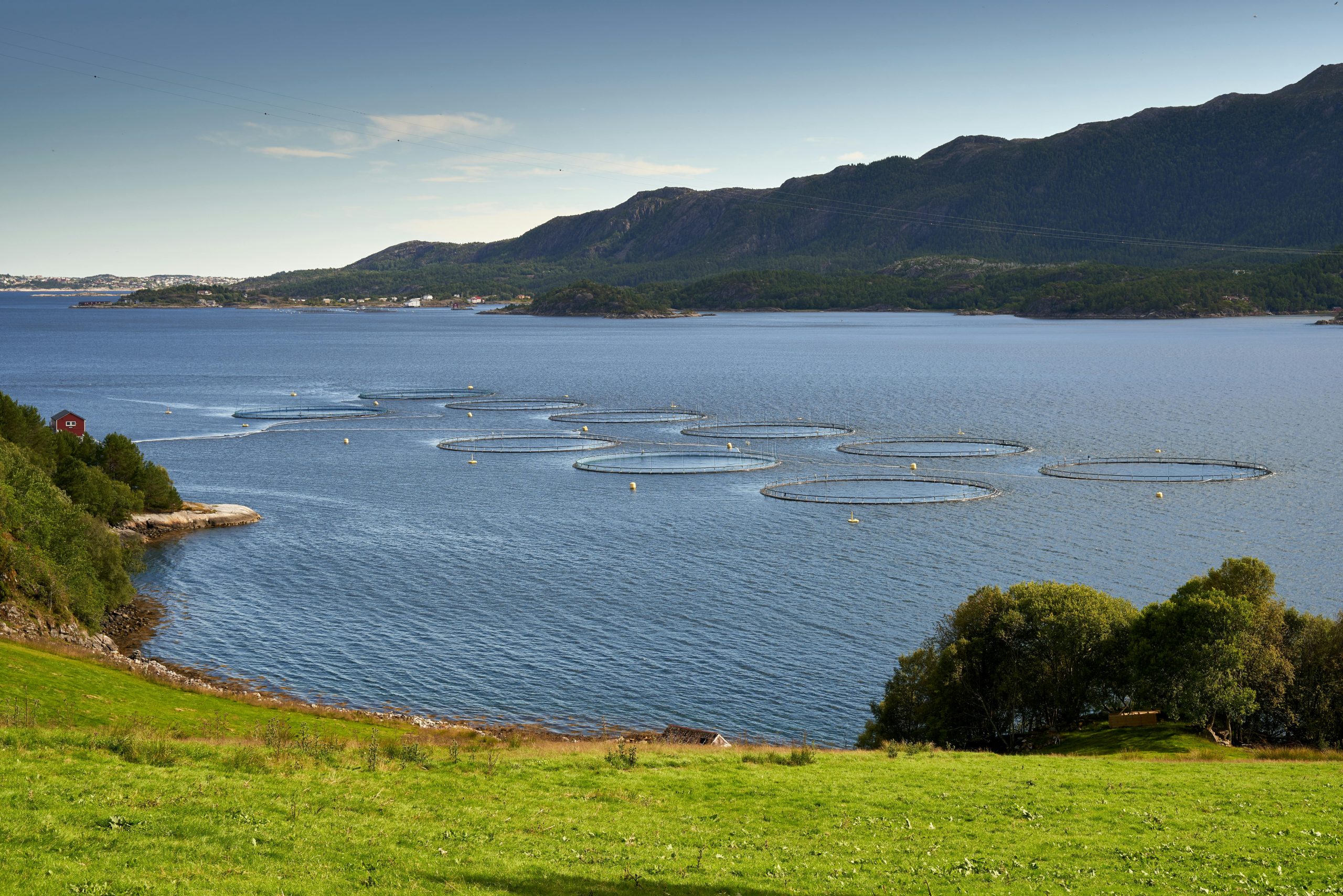 salmonfarm