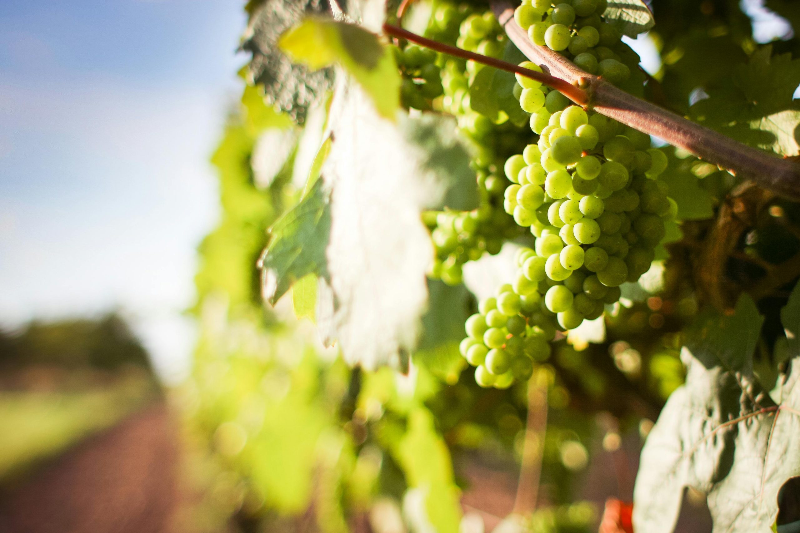wine farm