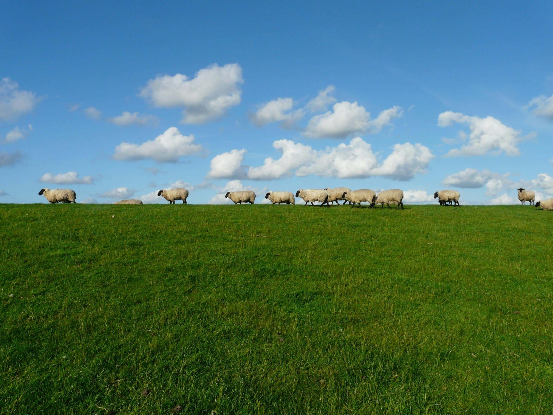 agriculture