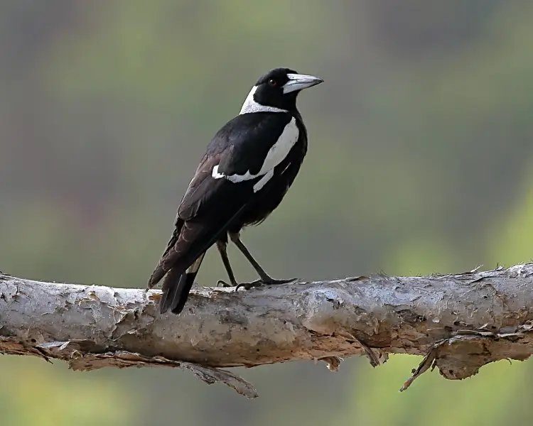 australian magpie cracticus tibicen