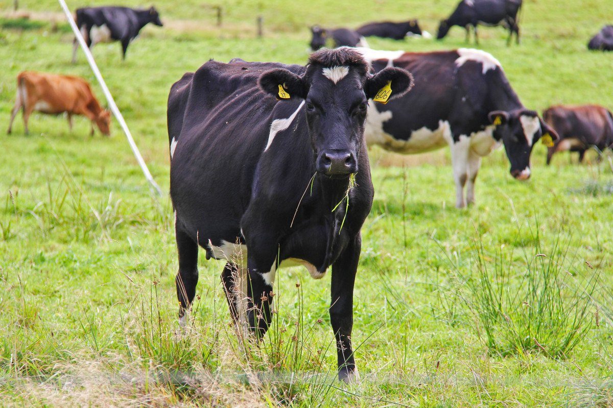 nz beef
