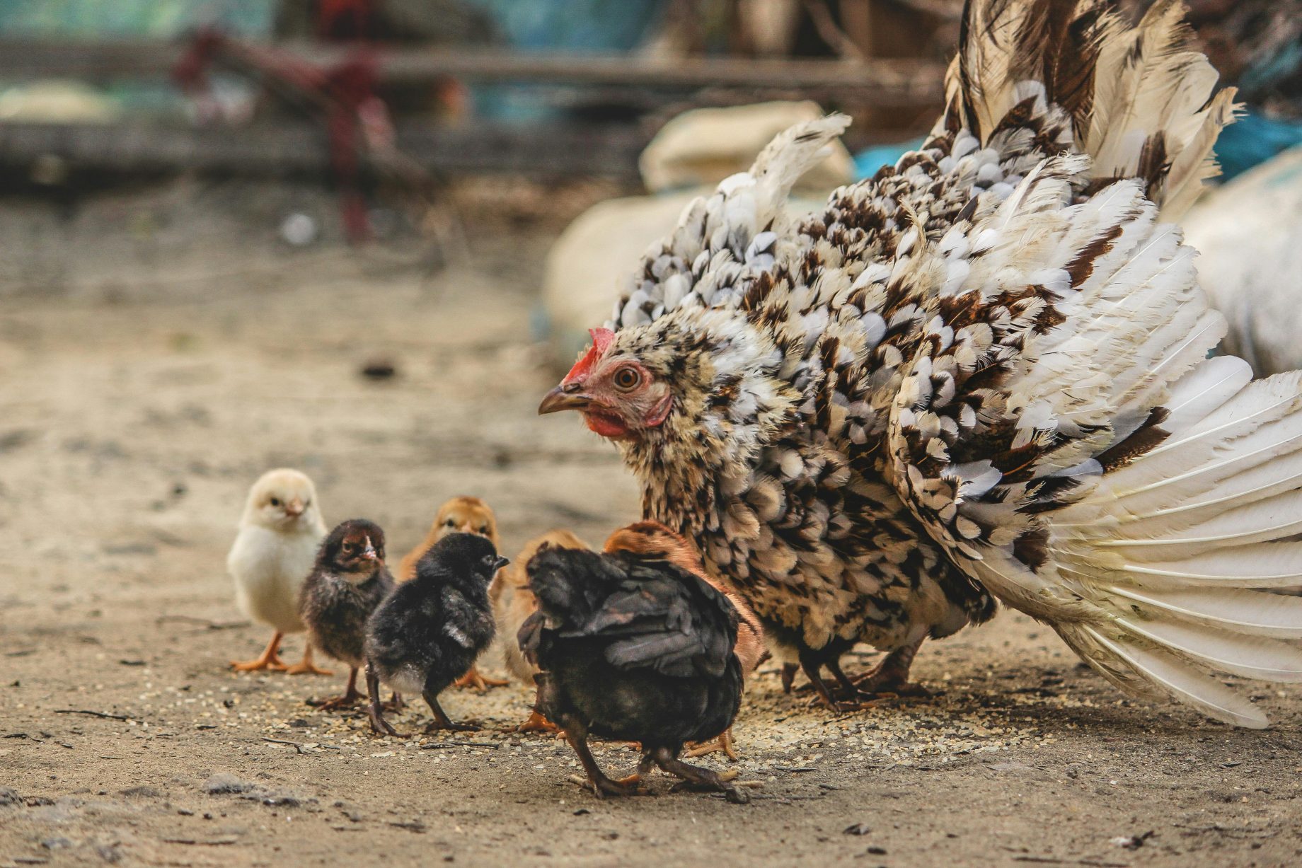 nz chicken trade rebounds as otago bird flu outbreak contained