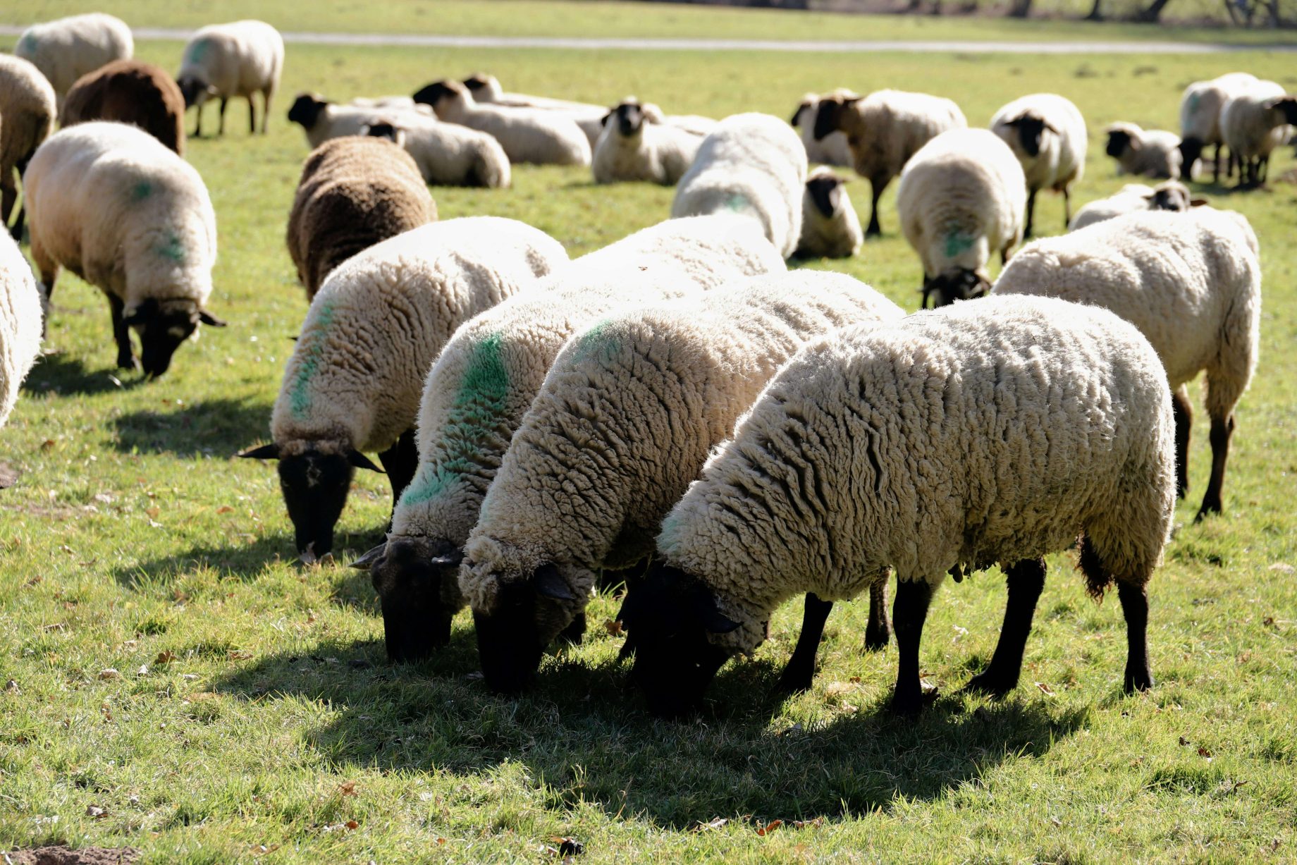 nzfarms