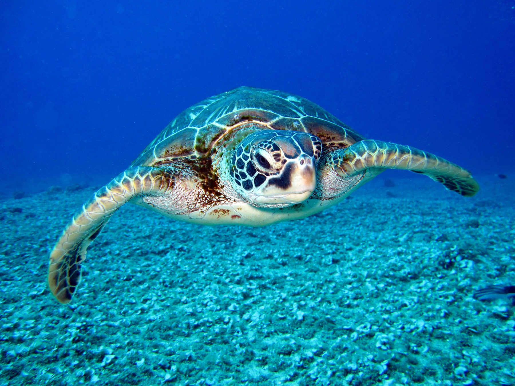 seaturtle