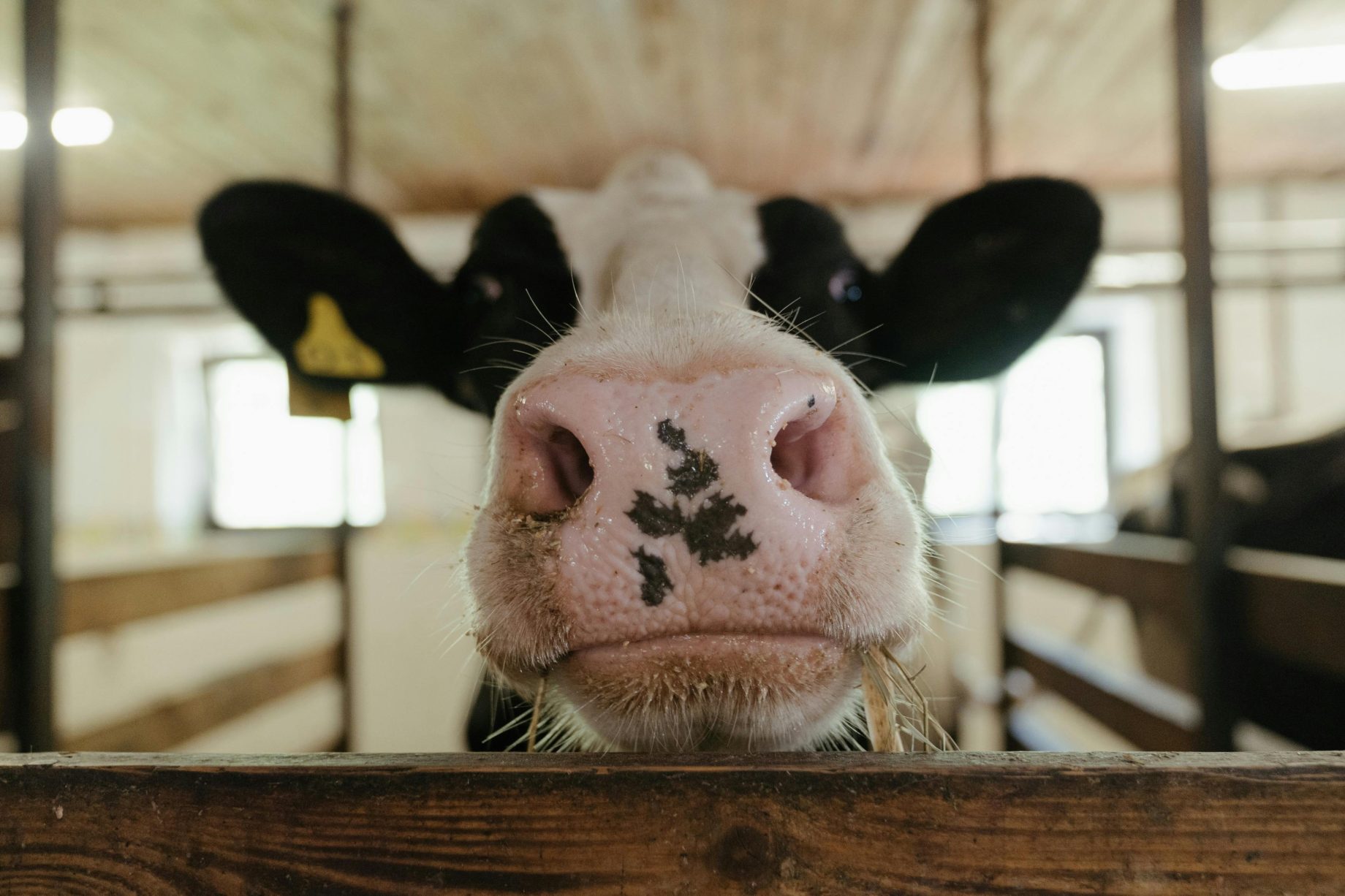 agricultural export prices hold firm despite u.s. tariffs
