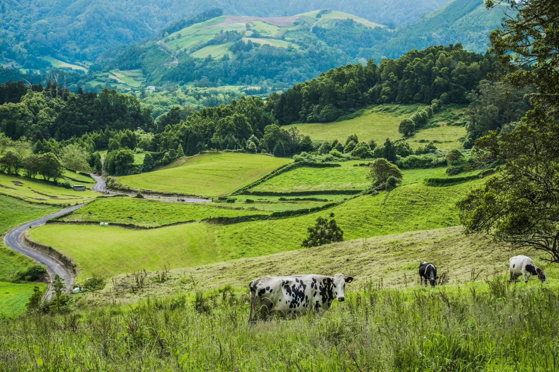 dairyfarm