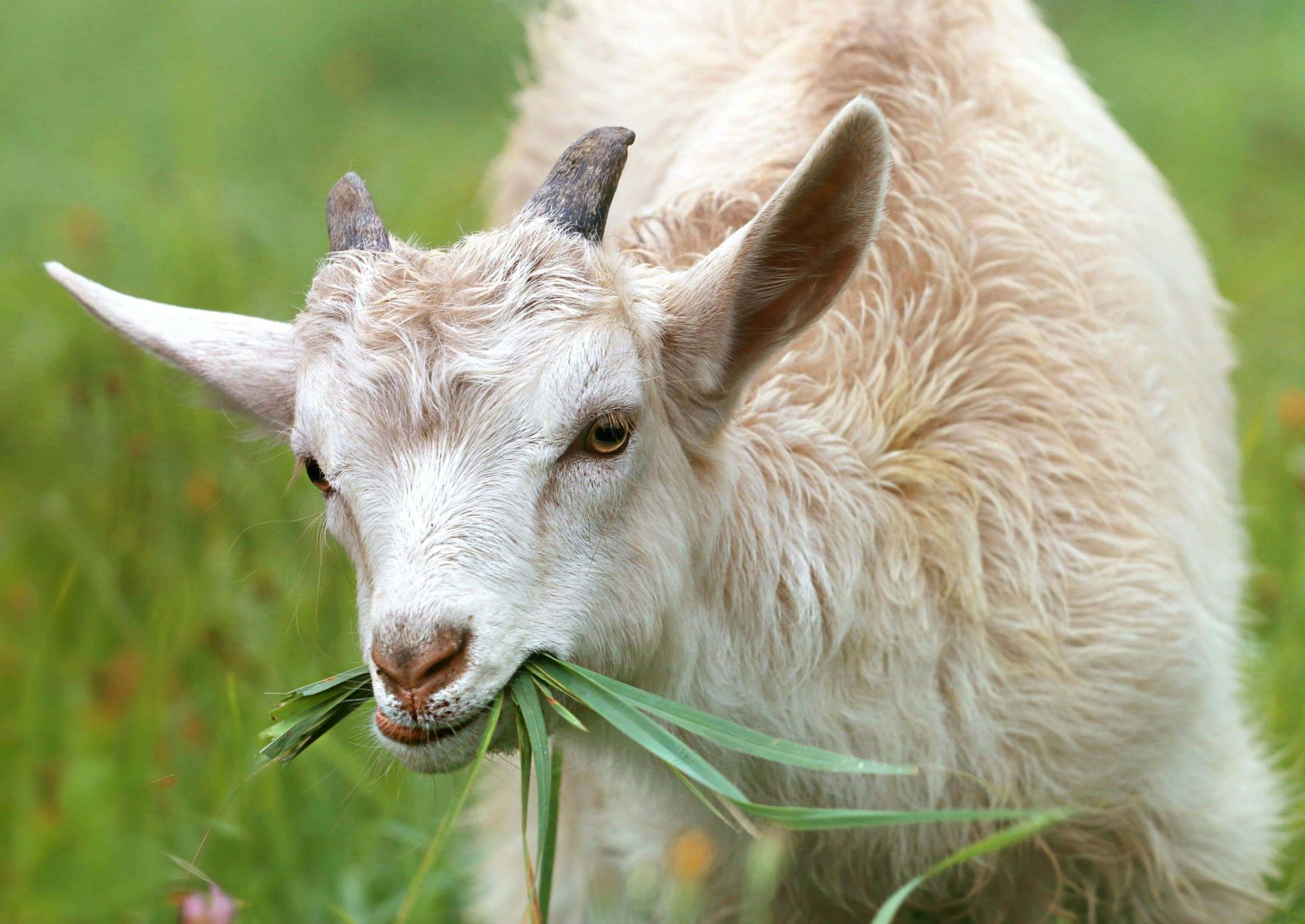 goatfarm