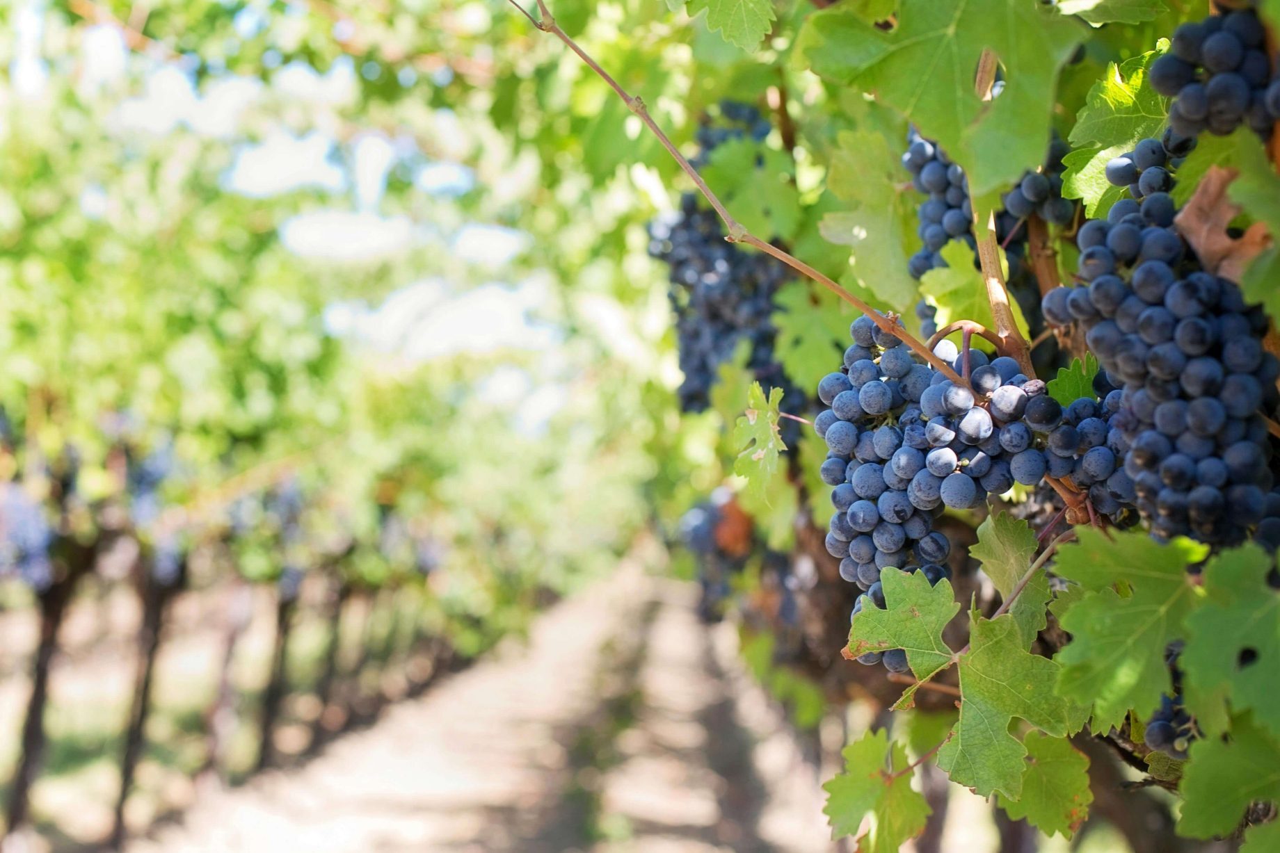 grapeharvest