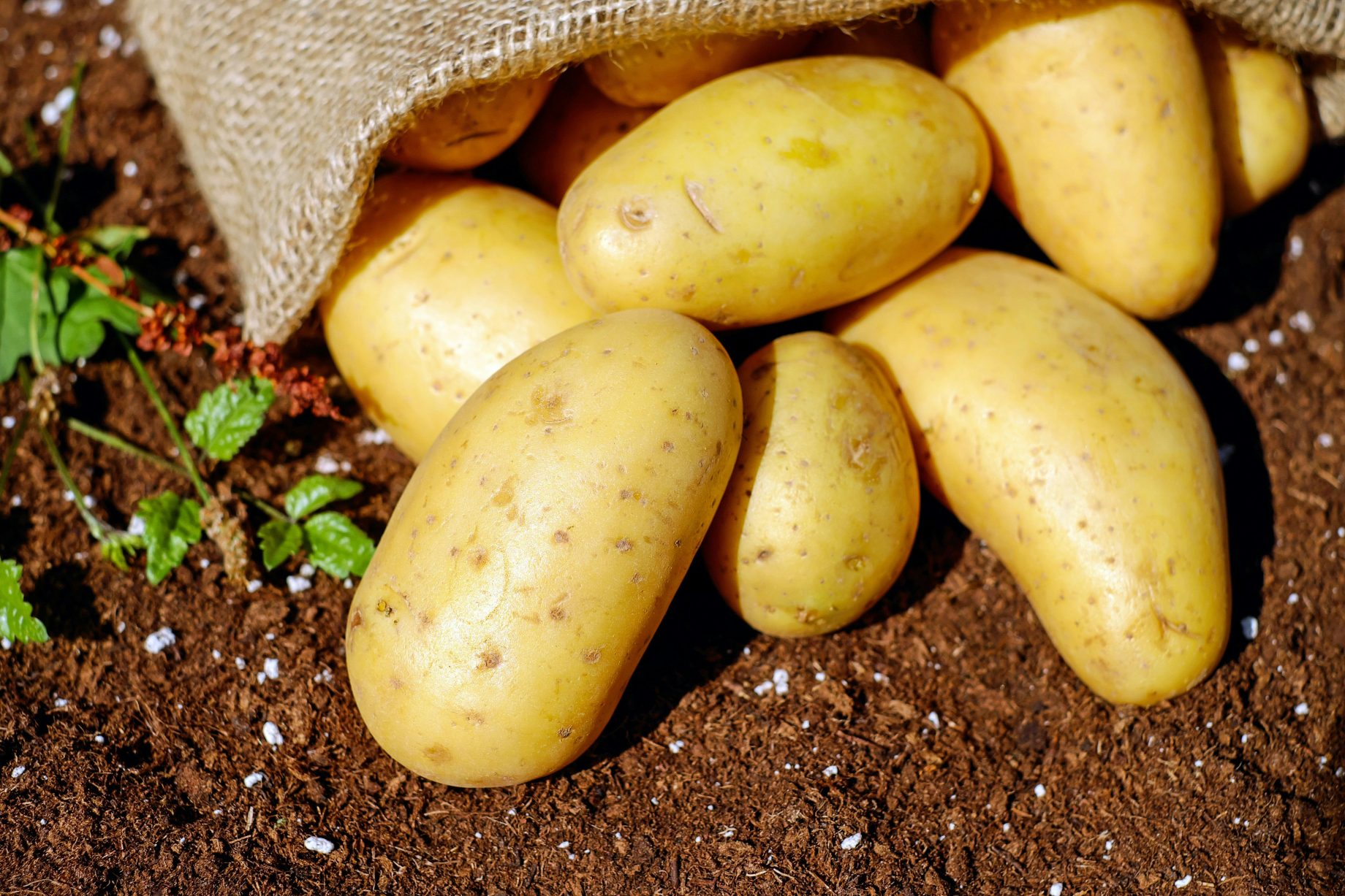 potatofarming