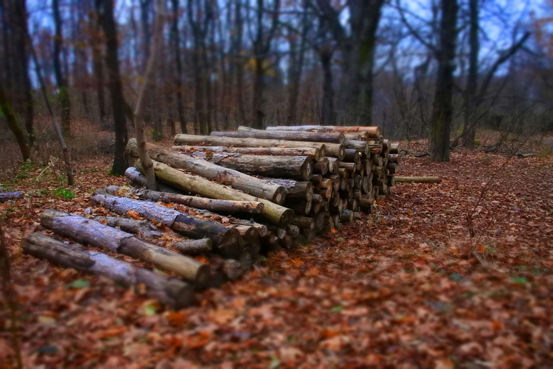 forestry