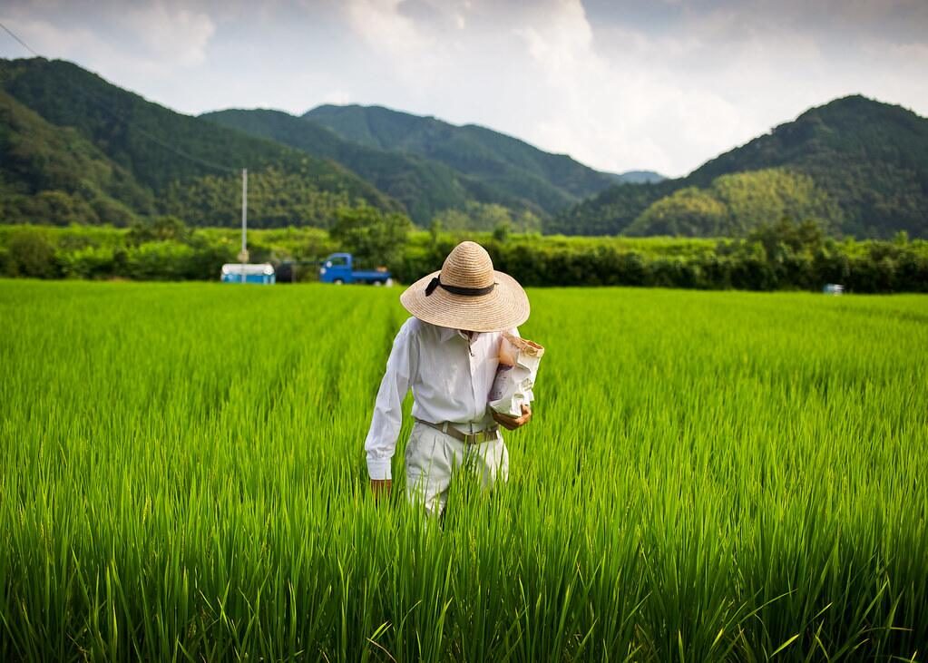 japan confronts inflation spike as rice prices soar