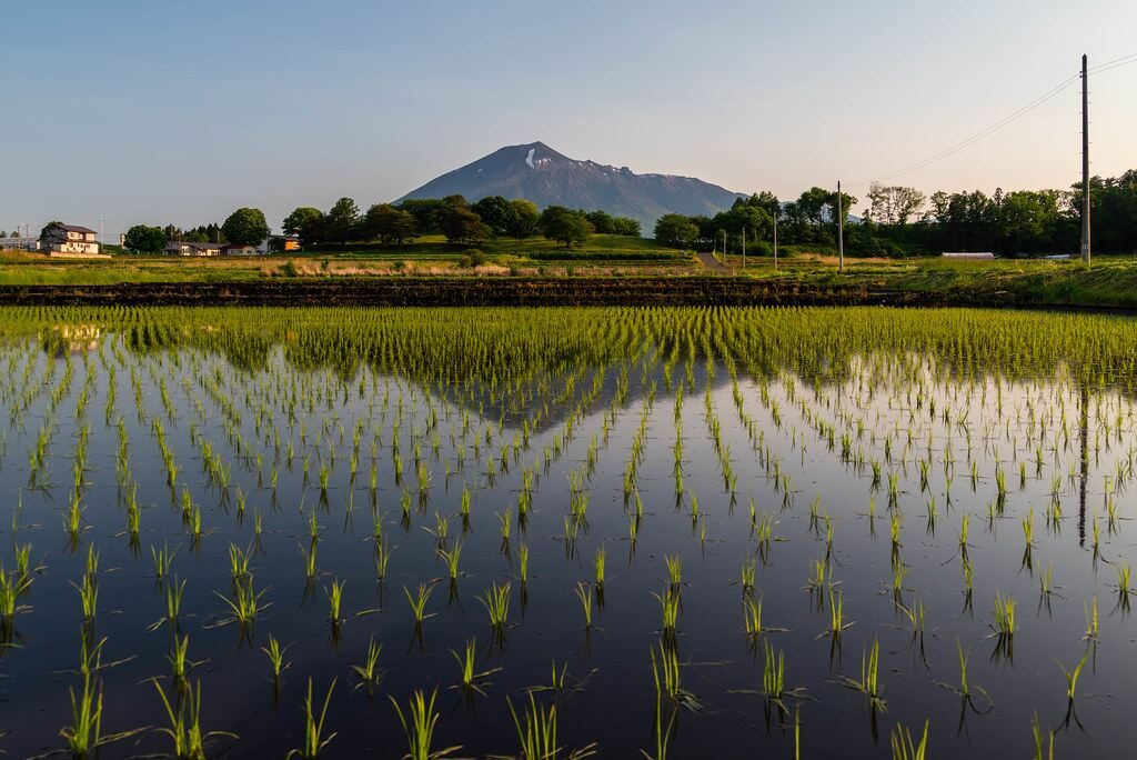 japan’s rice crisis shows signs of improvement