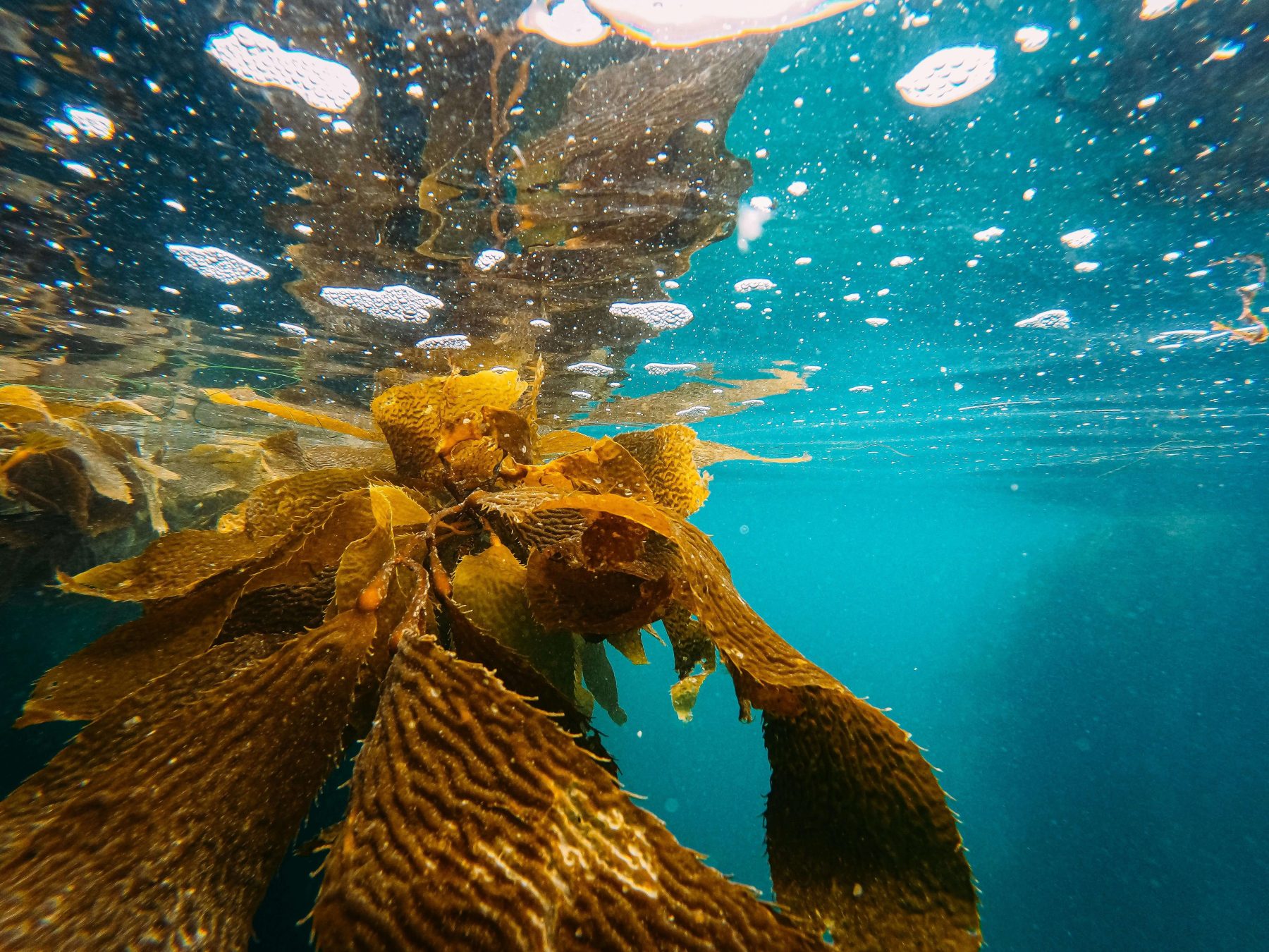 kelpforests