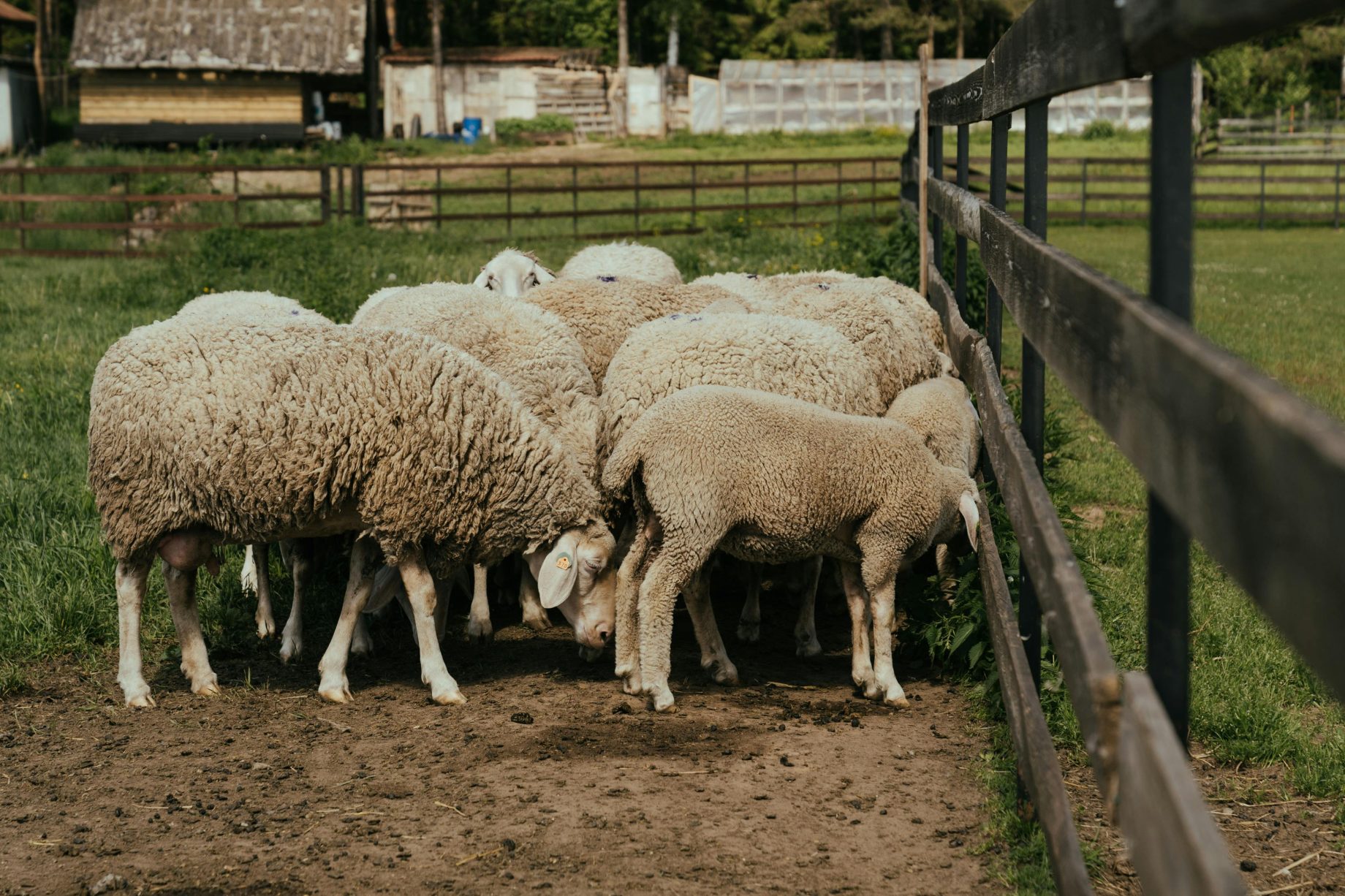 sheep flock
