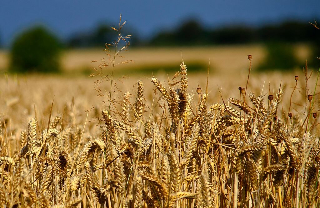bangladesh secures us wheat imports to counter tariff threat
