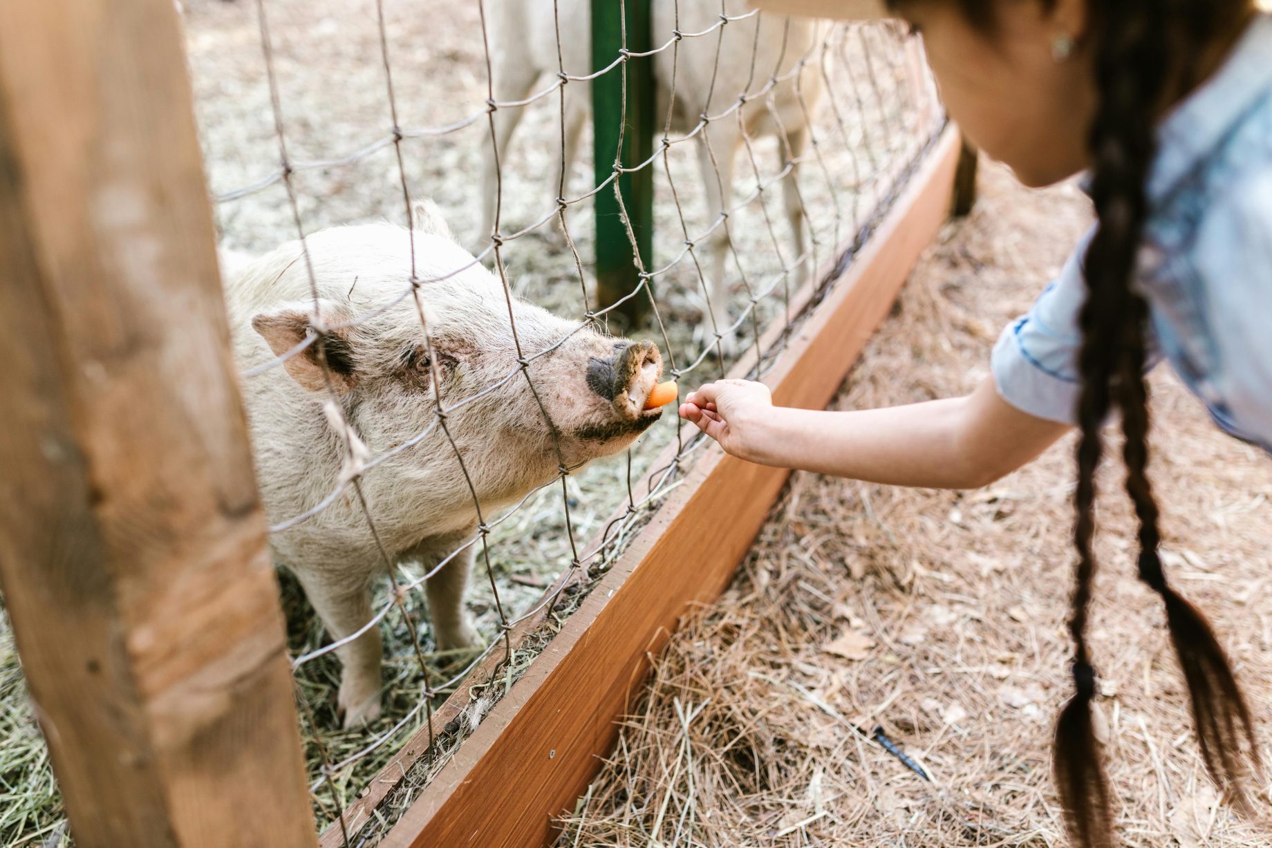 changes in farm chores for young people