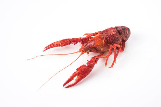 crayfish