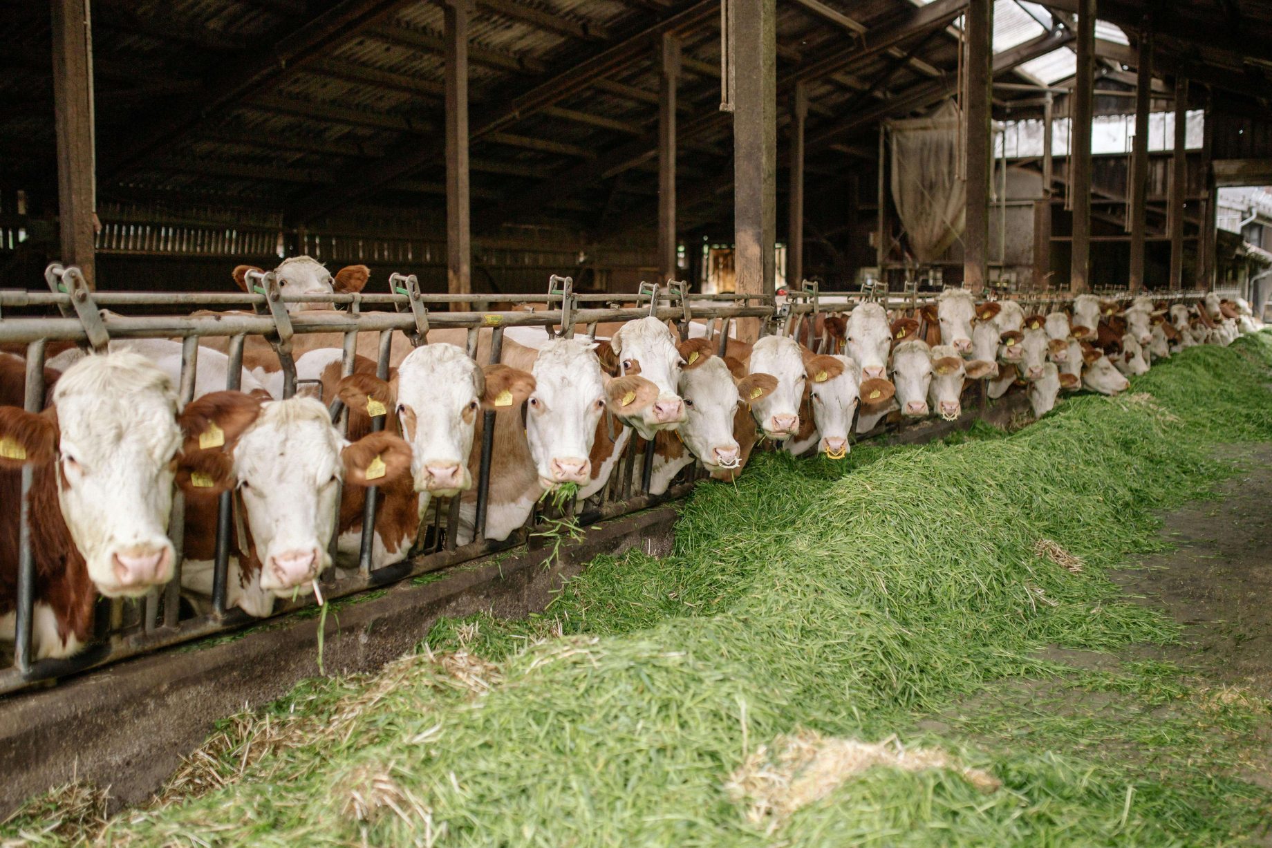 grassfedcertification