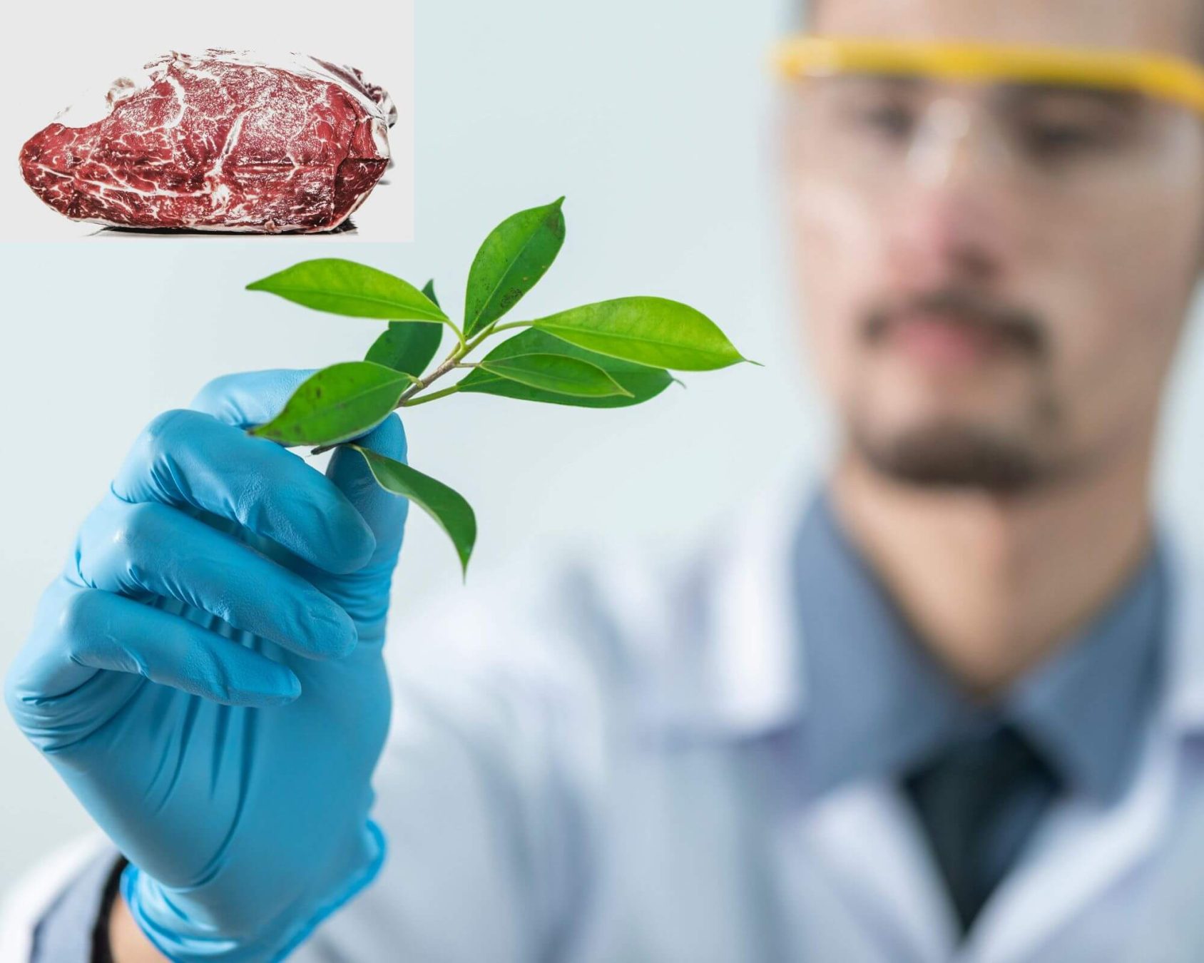 plantbased (1)