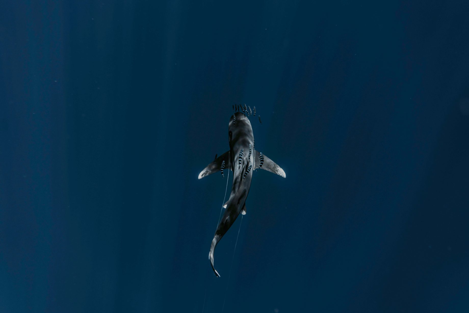 sharkfin