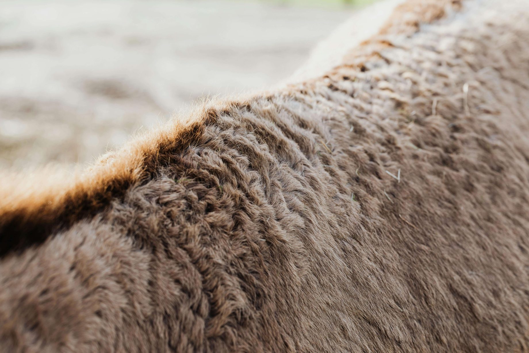 sheepskin