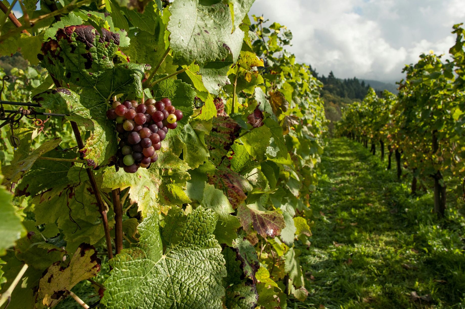 winery