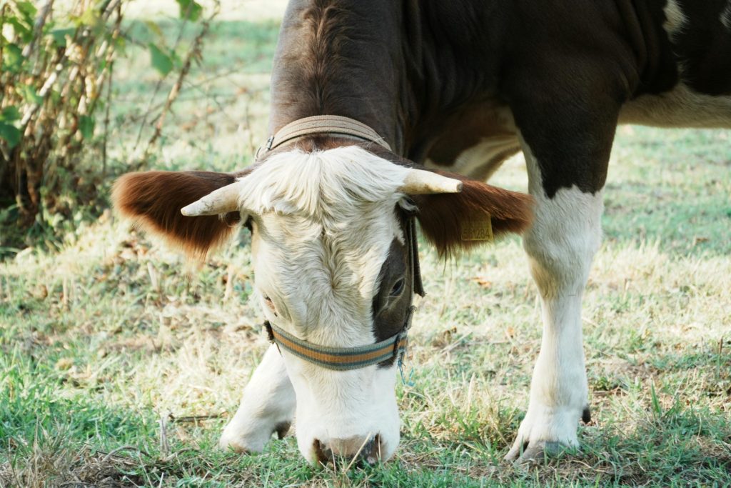 nz cows