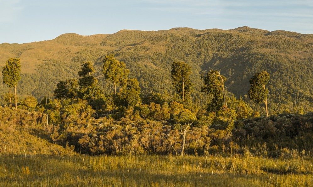 te kuha mine