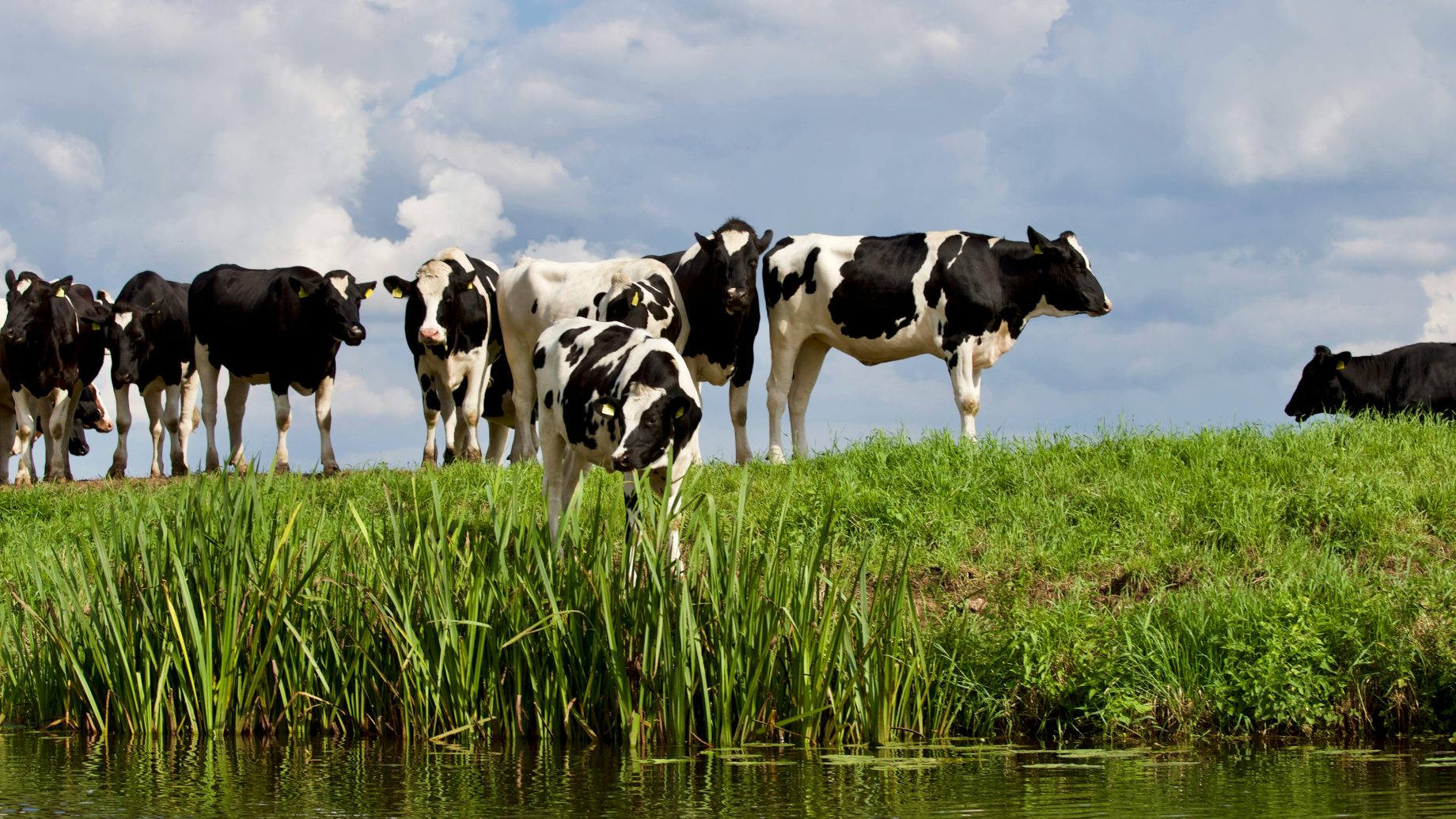 cows